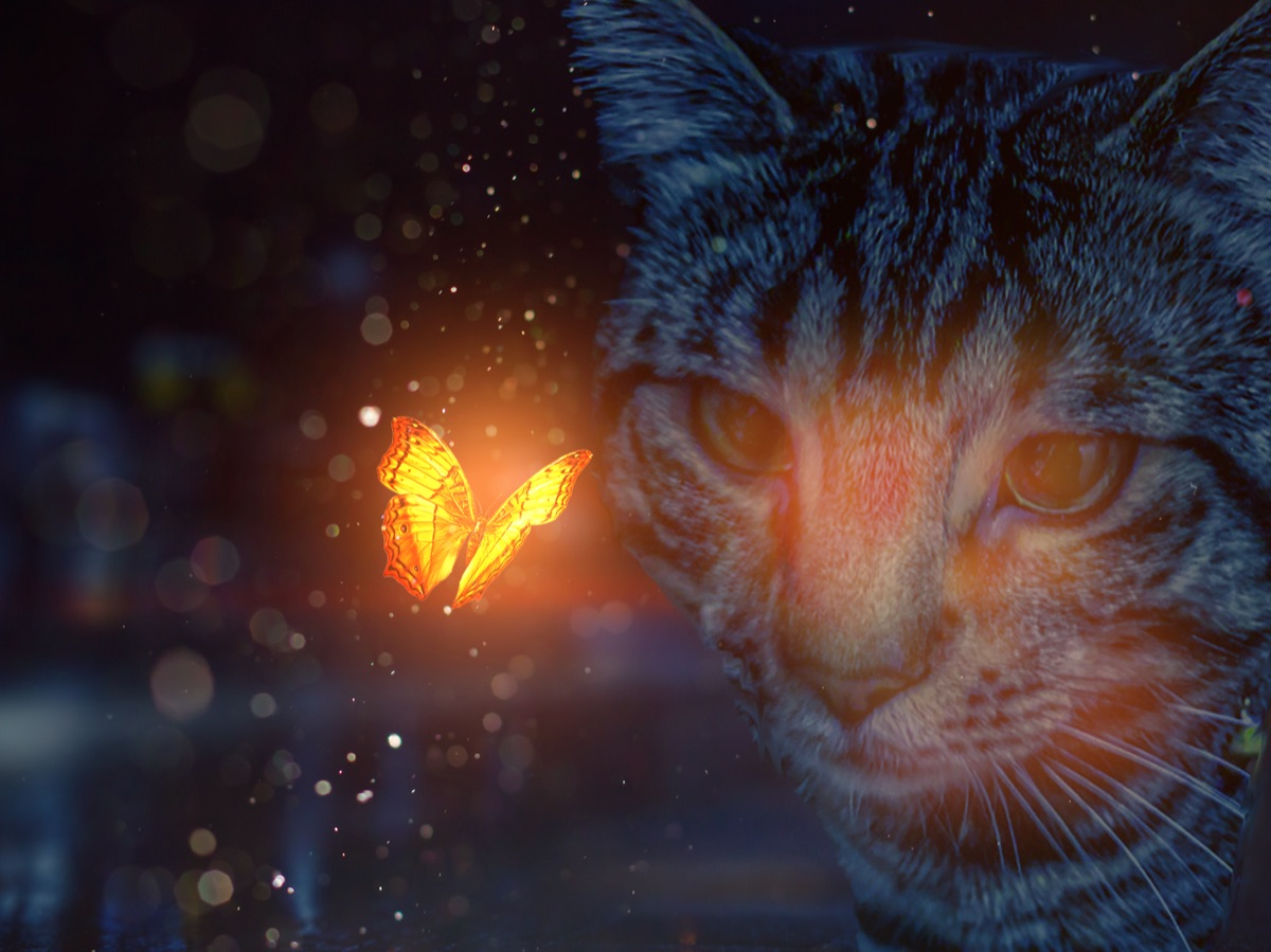 Photoshop composite — Cat beside a glowing butterfly